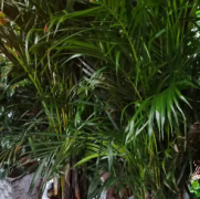 花卉植物外送开业植物/租摆活动/绿植花卉租售
