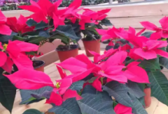 绿萝批发，室内植物批发